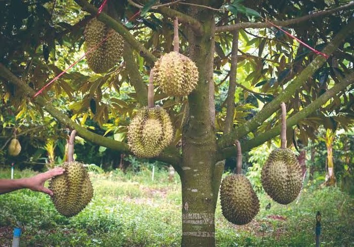 daerah penghasil durian