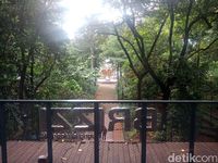 Dari lantai 3 kafe, kita bisa melihat pemandangan seluruh hutan Arboretum.