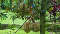 Pencinta Durian, Ini 5 Tempat Makan Durian di Sekitar Jakarta