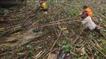 Sampah yang Ganggu Transportasi Sungai di Kalsel Dibersihkan