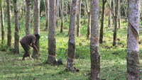 Sejumlah upaya akan dilakukan Dinas Perkebunan mulai dari memberikan bantuan bibit unggul berproduktivitas tinggi, membantu alat pascapanen dan bangunan Unit Pengolahan Hasil (UPH) di lima daerah. Dinas Perkebunan pun akan menganjurkan petani untuk menanam tanaman sela sebagai tambahan pendapatan selama harga karet mengalami penurunan. Antara Foto//Syifa Yulinnas.