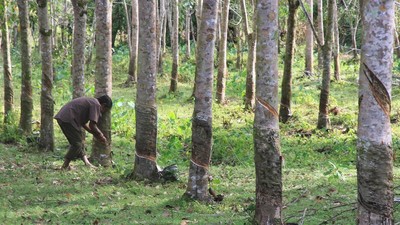 Harga Karet Turun Imbas Mewabahnya Virus Corona