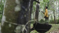 Merebaknya wabah virus corona jenis baru ke berbagai negara di dunia berdampak ke sejumlah sektor, salah satunya karet. Dilansir dari CNN Indonesia, harga karet Sumatera Selatan anjlok 12,8 persen dalam waktu sepekan sebagai dampak mewabahnya virus corona ke beberapa negara tujuan ekspor, khususnya China. Antara Foto/Nova Wahyudi.