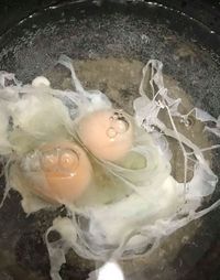 Kejadian Super Langka, Wanita Ini Temukan 7 Telur dengan Kuning Ganda