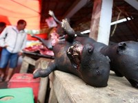 Tak Hanya di Wuhan, 5 Pasar Tradisional Ini Juga Jual Berbagai Daging Hewan Liar