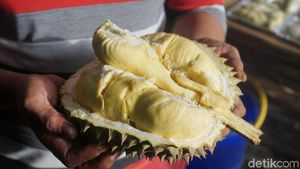 Menikmati Manis Legit Durian Monthong di Pinggir Kota Bogor
