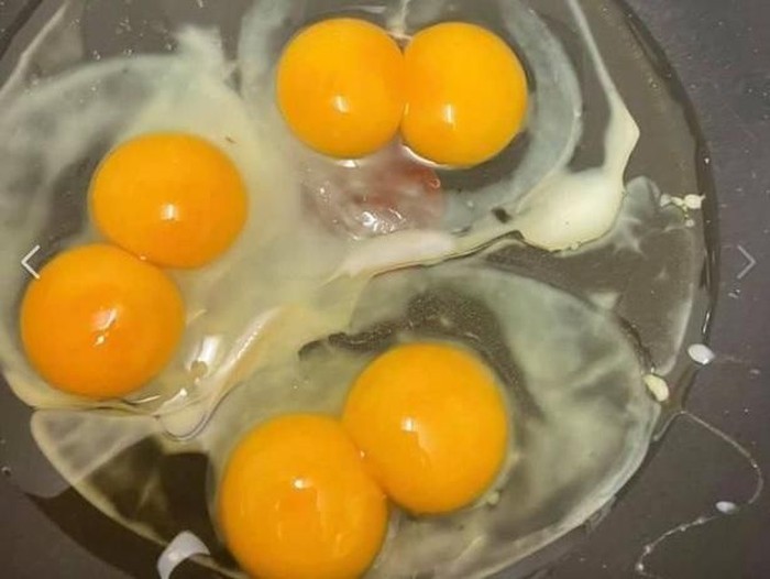 kuning telur ganda kuning telur ganda