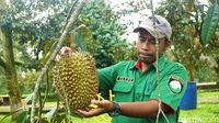 Asyik! Di Kebun Ini Bisa Bersantai Sambil Cicipi Beragam Durian Lezat