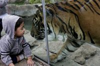 Kebun Binatang Latih Harimau Pakai Parfum Calvin Klein