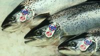Virus Corona Menyebar, Ekspor Salmon Norwegia Ke China Turun Drastis