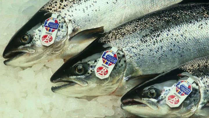 ikan salmon