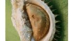 Pencinta Durian, Ini 10 Meme Kocak Durian Buat Kamu