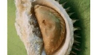 Pencinta durian harus waspada saat beli buah favoritnya. Sebab kalau salah malah bisa dapat pastel dalam durian. Foto: Istimewa