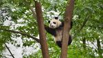 Potret Panda-panda yang Menggemaskan di China