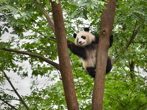 Panda China Jadi Superstar di Kebun Binatang Moskow di Tengah Pandemi