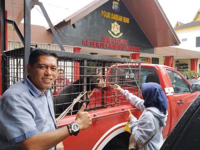 2 ekor berung madu diamankan Polda Riau dari pasutri di Pelelawan