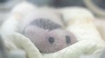 Potret Panda-panda yang Menggemaskan di China
