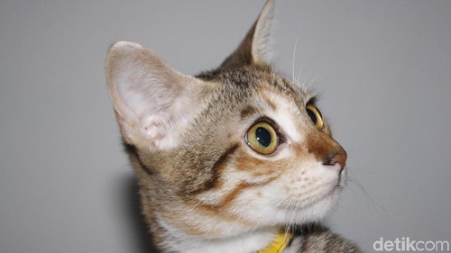 Ilustrasi kucing domestik, Yogyakarta.