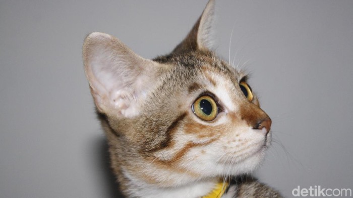 Reaksi Tegas GBK Atas Insiden Kucing yang Dibungkus Plastik oleh Vendor