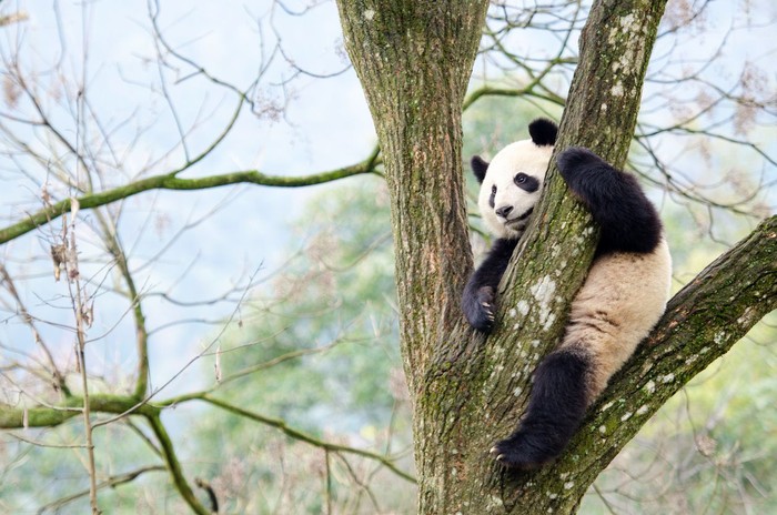 Giant Panda climbs in a tree