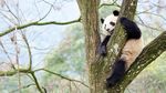 Potret Panda-panda yang Menggemaskan di China