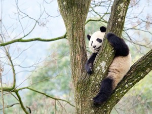 Giant Panda di Inggris Terpaksa Mudik ke China karena Krisis Finansial