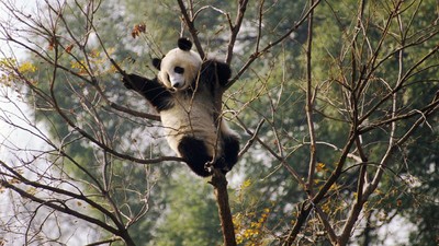 Potret Panda-panda yang Menggemaskan di China