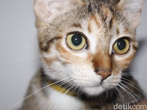 Hari Kucing Sedunia, Ini 5 Fakta Ilmiah Unik Si Meong