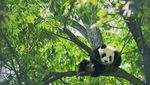 Potret Panda-panda yang Menggemaskan di China
