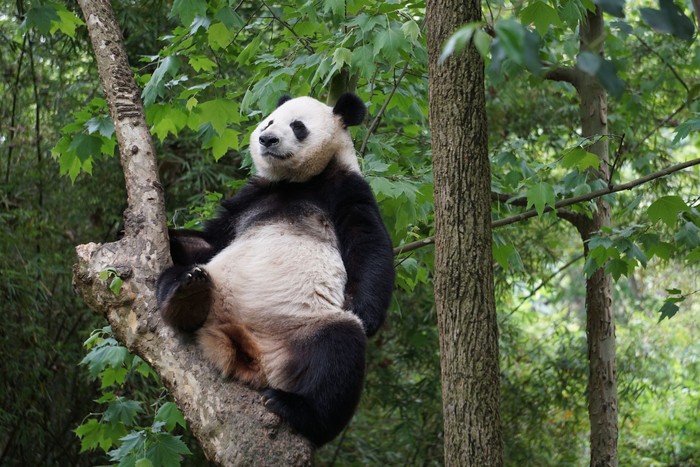 panda-panda menggemaskan di china Giant Panda climbs in a tree