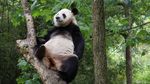 Potret Panda-panda yang Menggemaskan di China