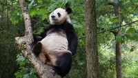 Giant Panda atau panda merupakan hewan endemi dari Negeri Tirai Bambu, China. (iStock)