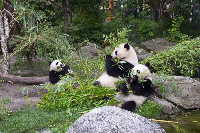 Giant Panda climbs in a tree