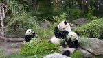 Potret Panda-panda yang Menggemaskan di China