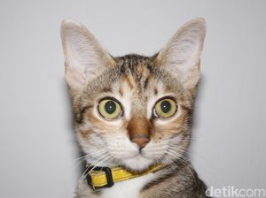 Viral Video 3 Perempuan Injak-injak Kucing Hingga Mati, Begini Faktanya