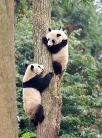 Virus Corona dan Panda China yang Menggemaskan