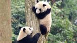 Potret Panda-panda yang Menggemaskan di China
