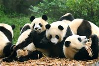 Virus Corona dan Panda China yang Menggemaskan