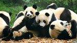 Potret Panda-panda yang Menggemaskan di China