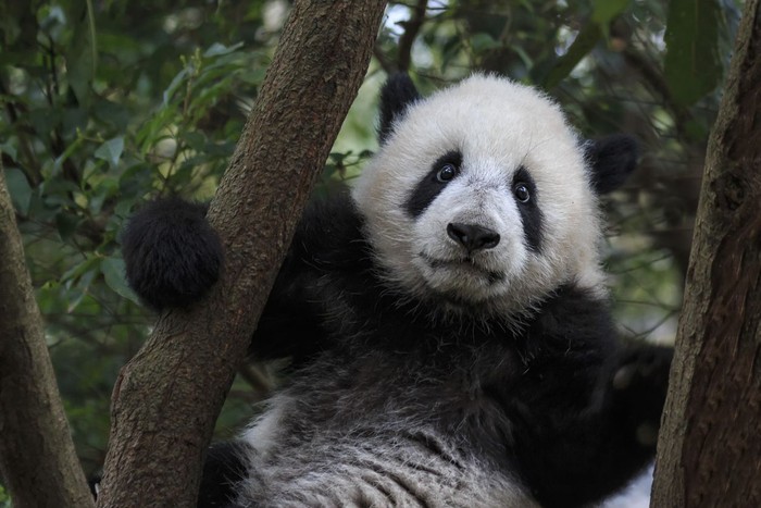 Giant Panda climbs in a tree