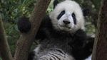 Potret Panda-panda yang Menggemaskan di China