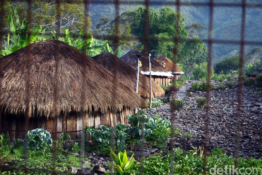 Keberadaan rumah adat khas Papua tepatnya di Puncak Jaya terus dilestarikan. Hal itu dilakukan sebagai upaya menjaga budaya masyarakat setempat.