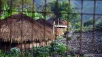 Rumah Adat Honai Khas Papua Terus Dilestarikan