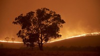 Kebakaran yang terjadi hingga Sabtu (1/2) kemarin sudah mencakup area seluas 35.800 hektare hutan dan lahan pertanian di selatan Canberra.