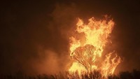 Keadaan ini mengingatkan kebakaran yang terjadi di canberra pada 2003 silam. Dimana karhutla saat itu menewaskan 4 orang dan menghanguskan hampir 500 rumah dalam sehari.