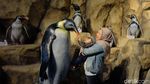Bermain Sambil Belajar Mengenal Penguin di Ancol Yuk!