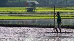 Harapan Petani Ciganjeng di Tengah Ancaman Banjir