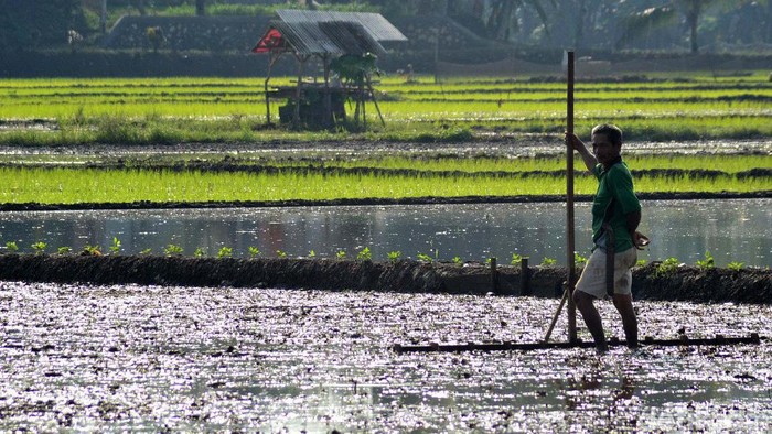 Musim hujan telah tiba, petani di Desa Ciganjeng, Kecamatan Padaherang, Pangandaran turun ke sawah. Mereka berharap musim tanam perdana tahun 2020 ini berjalan lancar.