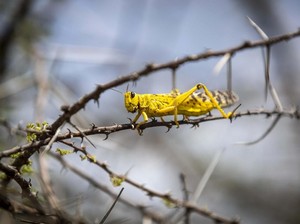 3 Tahap Daur Hidup Belalang, Dimulai saat Musim Panas