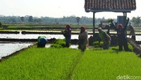 Para ibu tengah mencabut bibit-bibit padi.